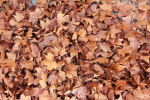 Royalty_Free_fall_leaves Fall Leaves on Campus